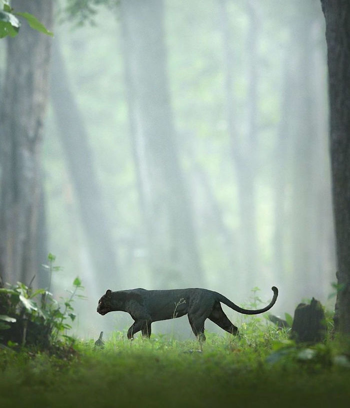  stunning photos rare black panther roaming jungles 