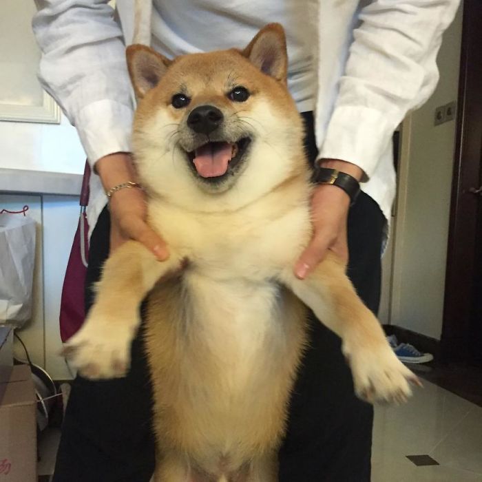 This Rescue Shiba Inu Is Responsible For The Hilarious ...