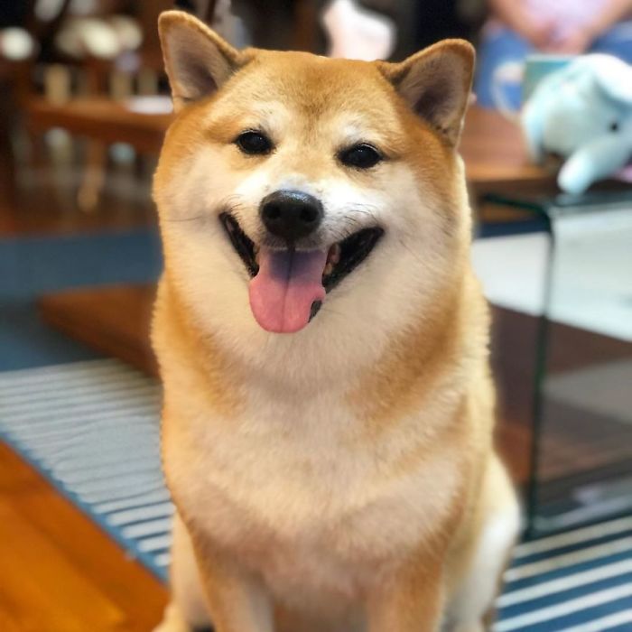 Meet Balltze, The 9-Year-Old Shiba Inu Who Is Behind The ...
