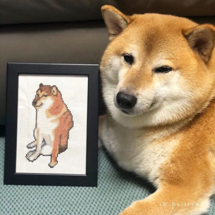 Meet Balltze The 9 Year Old Shiba Inu Who Is Behind The Cheems