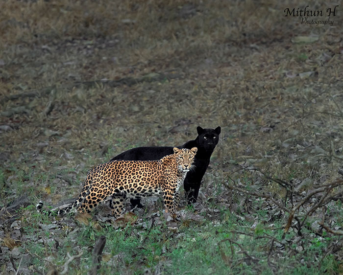 I Could Wait 6 Years For A Moment Like This: Wildlife Photographer Waits 6 Days For A Perfect Leopard And A Black Panther Shot