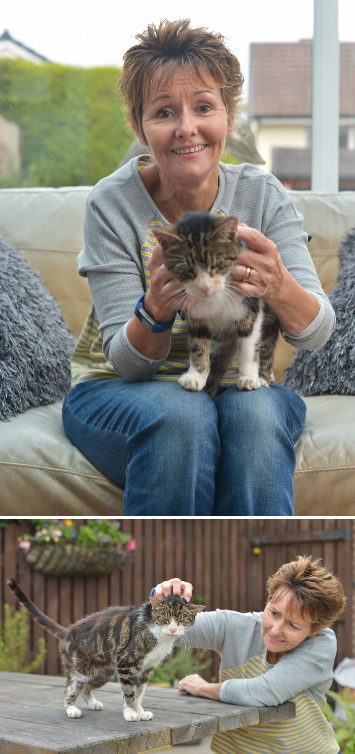 26 Stories Of Owners Finding Missing Cats Years After They Disappeared