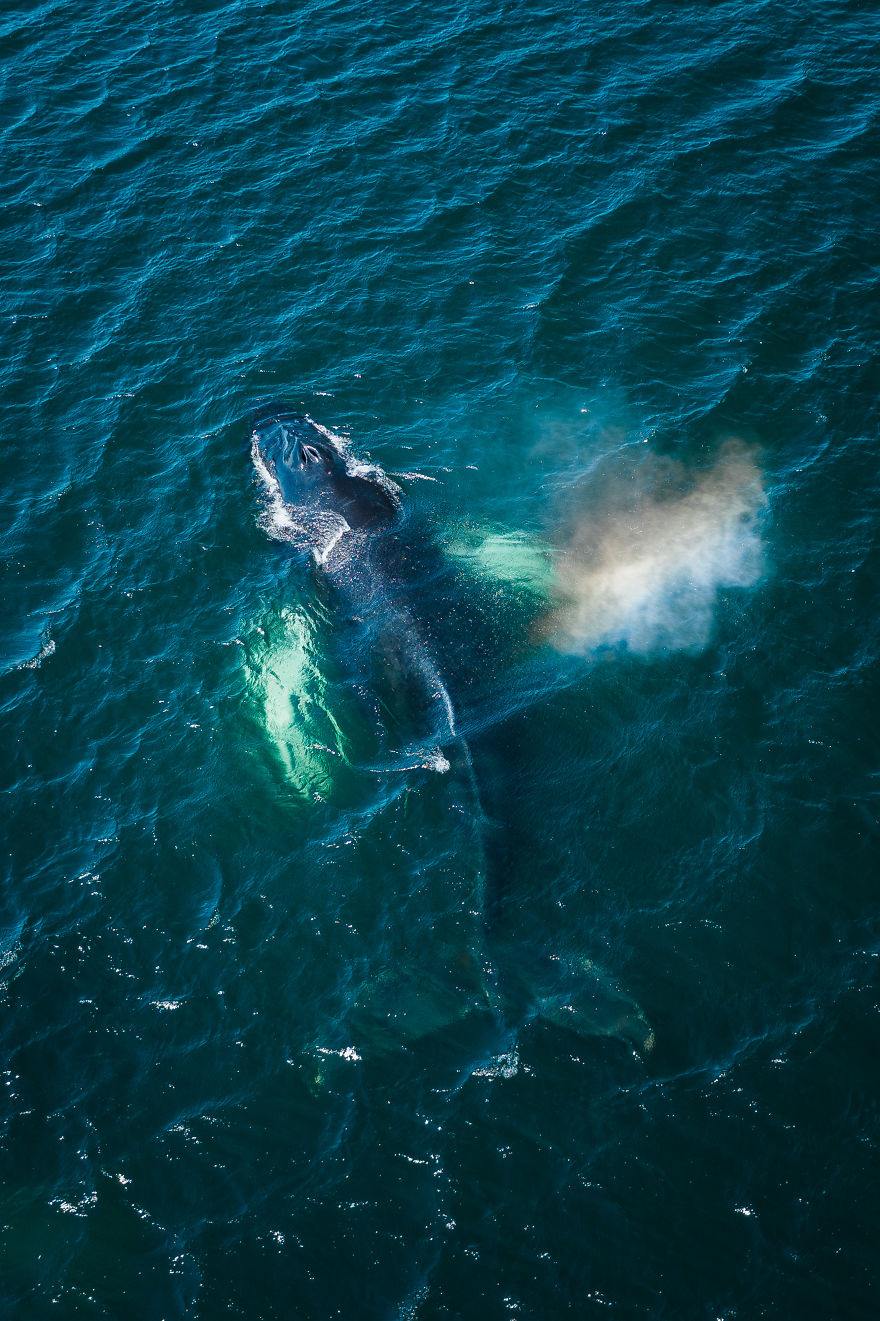 Dozens Of Whales Stayed In My Town For 3 Days, Heres What I Captured With My Drone (21 Pics)