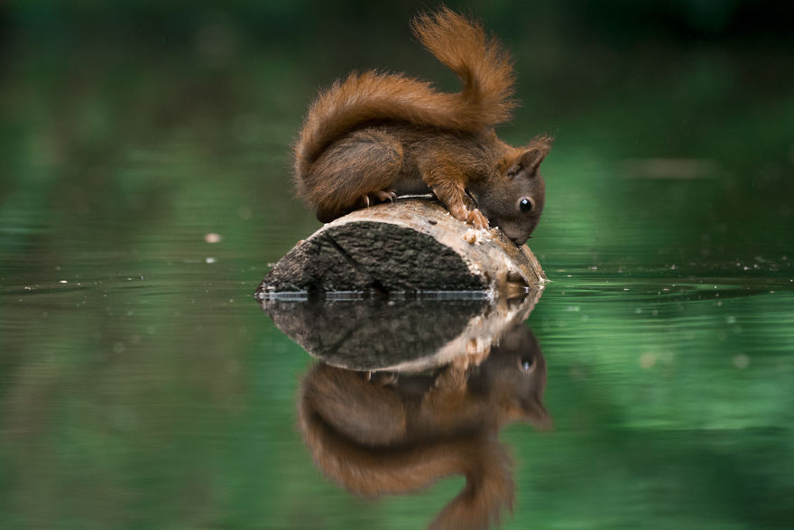 captured squirrels checking themselves out water pics 