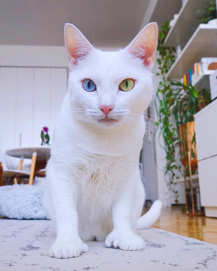 Cat With Heterochromia And Extra Toes Was Neglected And Abandoned By Previous Owners, Now Is An Instagram Star (30 Pics)