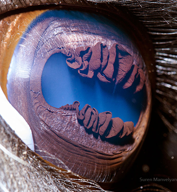 Armenian Photographer Captures Just How Unique Animal Eyes Are (30 Pics)