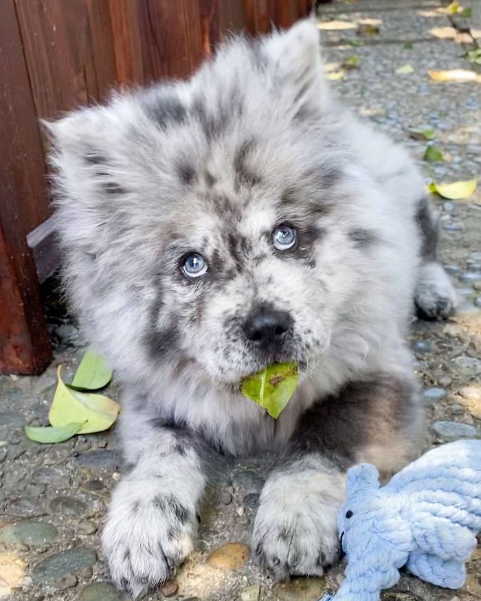  puppy who went viral looking like oreo 