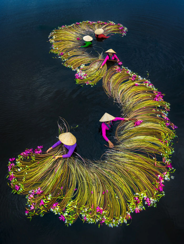  breathtaking photos farmers harvesting waterlilies from mekong 