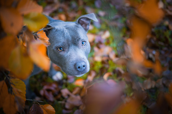I Capture Adorable Portraits Of Dogs Having Fun In Autumn (20 Pics)