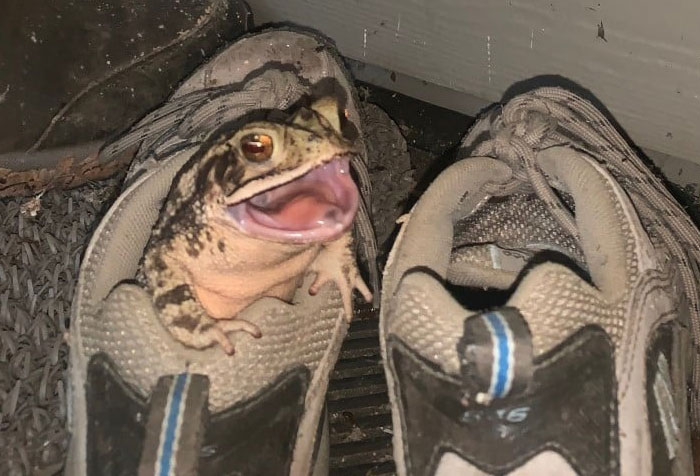 Toad Decides To Live In This Womans Shoe, So She Takes Their Friendship To The Next Level