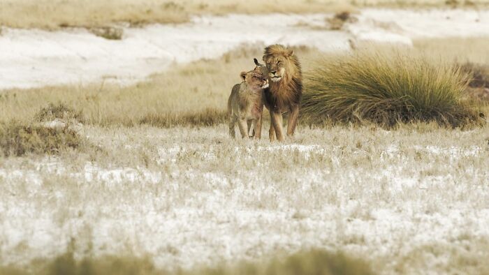Here Are My 37 Favorite Photos That I Took In Etosha Pan In Africa