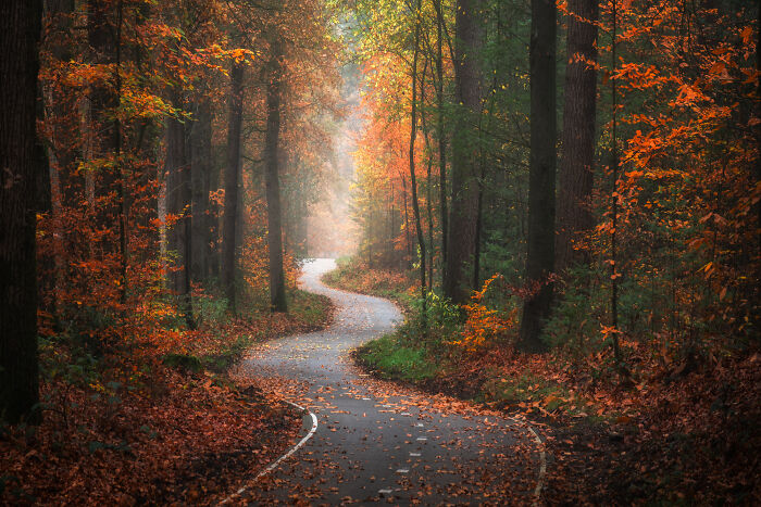  photographed foggy forest roads paths netherlands 
