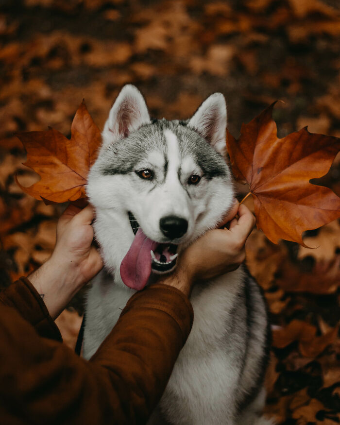  did autumn inspired photoshoot our husky 
