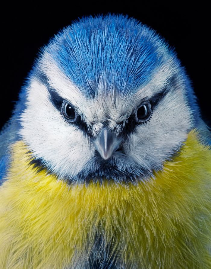 portraits rare endangered birds look simply 
