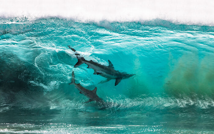  ocean photography awards just announced their finalists 
