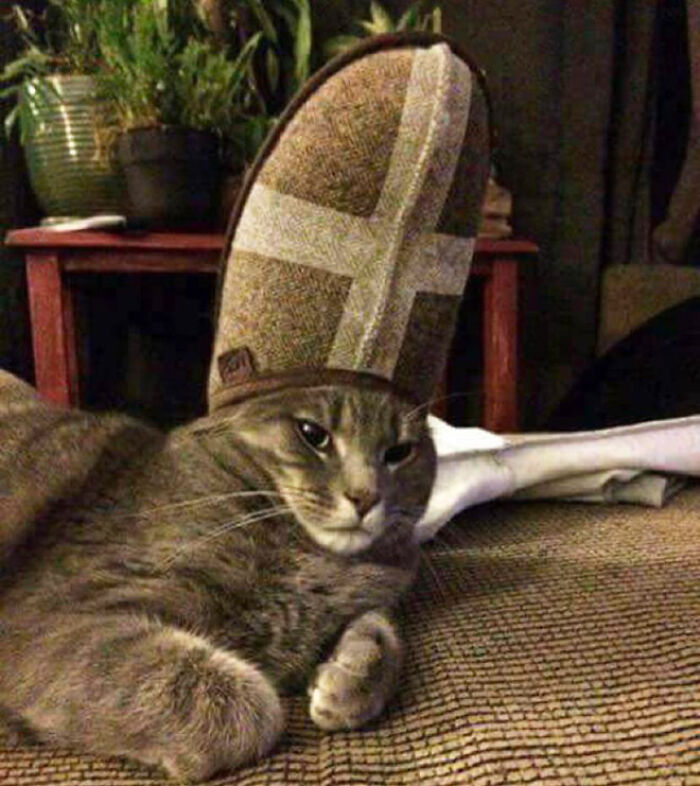 A Slipper On Your Pets Head Can Make Them Look Like The Pope, And Here Are 30 Pics To Prove It