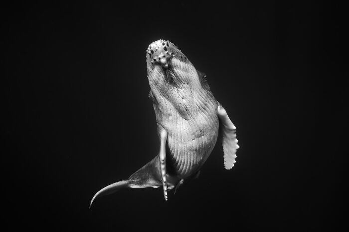  underwater photographer captures what like swimming humpback 