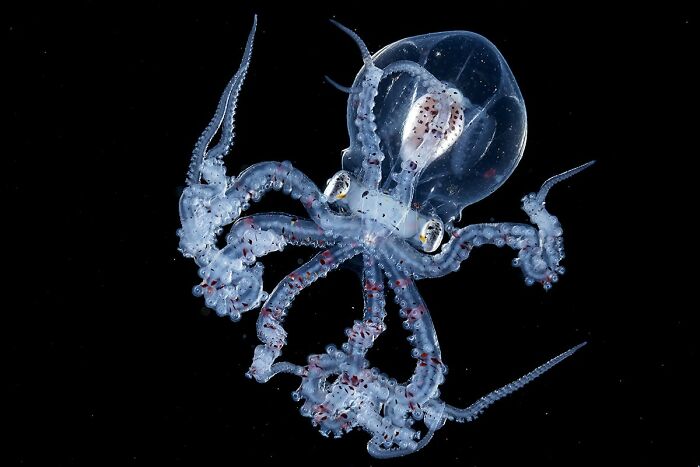  blackwater photographer captures young octopus head 