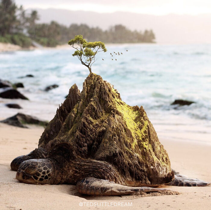 Turtle Island