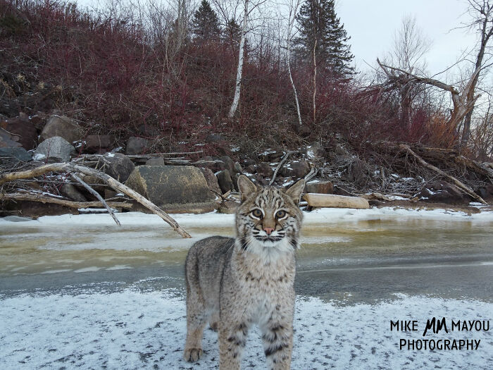 I was about to leave, but I spotted something crossing the ice: Photographers Drone Captures 3 Adorably Comfy Wild Bobcats Chilling