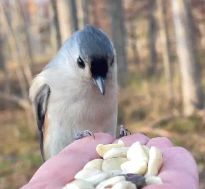 Photographer Feeds Birds From Her Palm And Captures It On Her Camera In Slow-Mo