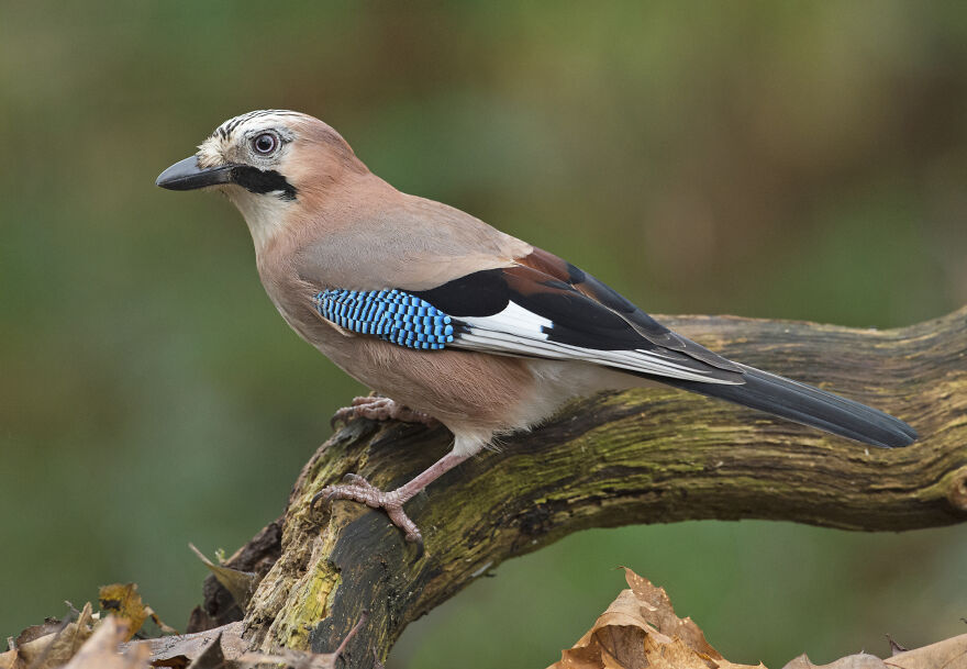Ive Been Analyzing Jays In My Garden For The Past Years And I Can Now Recognize Them By Their Barcodes