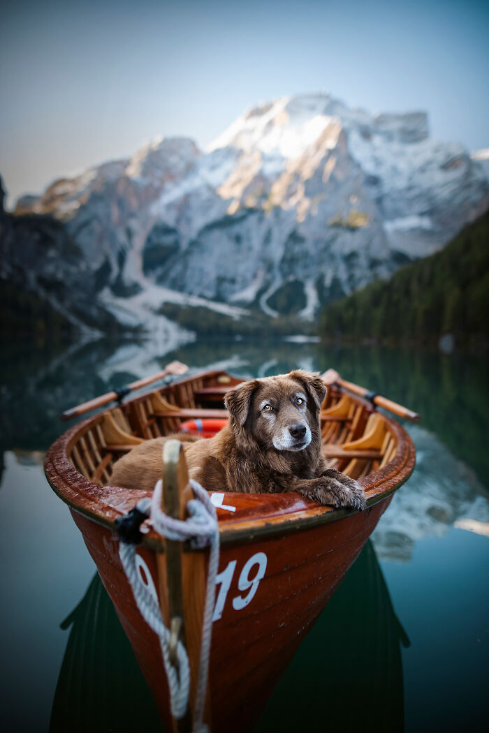 I Photographed My Dogs On All The Journeys We Went On (69 Pics)
