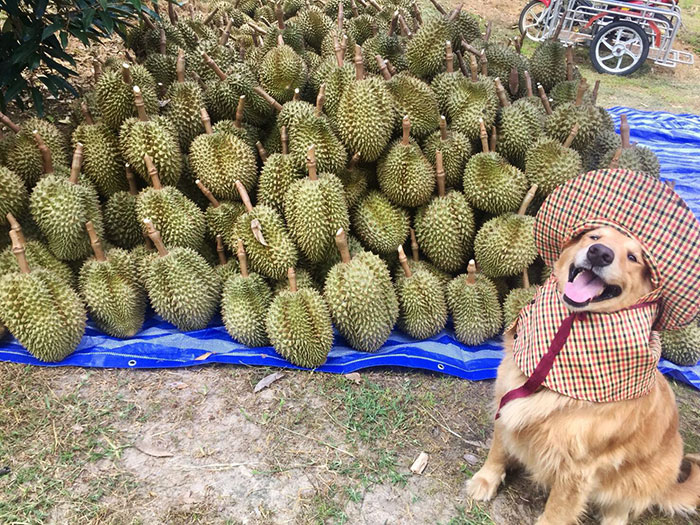 Golden Retriever Named Jubjib Is A Durian Harvester Who Has Been Adorably Posing For Family Harvest Pics Since 2014