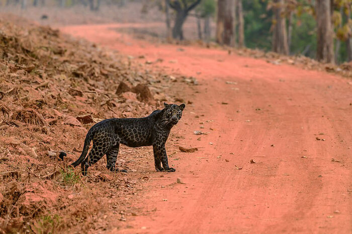 Rare Melanistic Black Leopard Fails To Hunt Down A Deer In Indian Safari, Returns For A Photoshoot