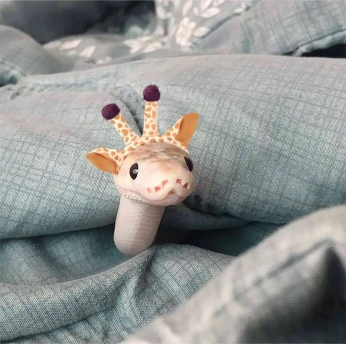 50 Pics Of Adorable Snakes With Hats As Shared In This Online Community