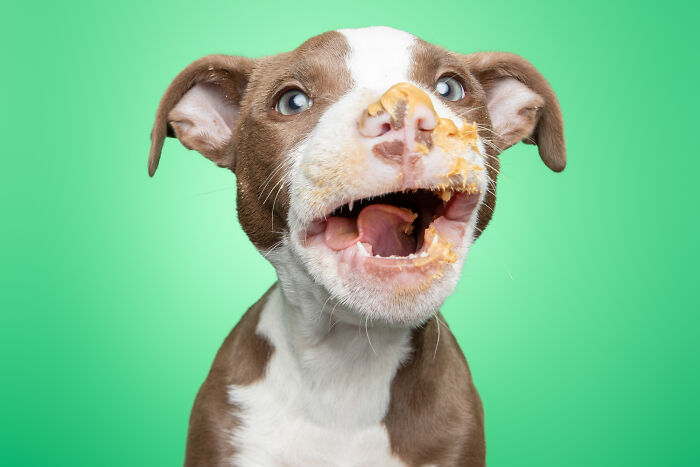 I Guarantee That Our Photos Of Rescue Puppies Eating Peanut Butter Might Make Your Day