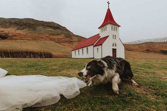 19 Adorable Dogs That Made It To The Finals On Worlds Best Wedding Photos