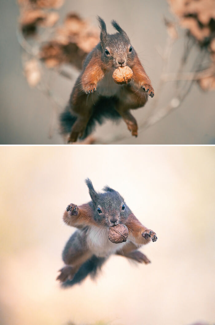  photographing squirrels 