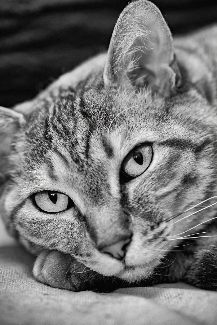 There Arent Enough Black And White Photographs Of Cats, Nor Can There Be, So Here Are Mine