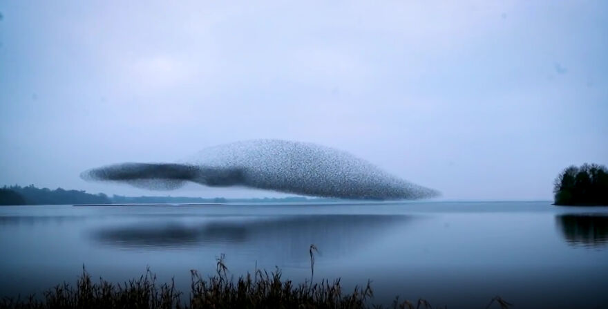 Irish Photographer Captures Countless Starlings Flocking Together In A Miraculous Bird-Shaped Murmuration Over Lough Ennell