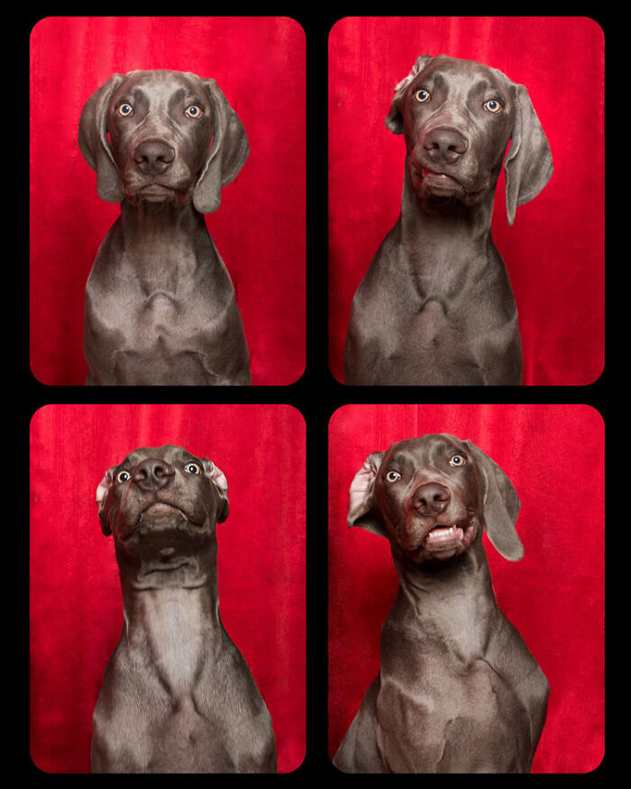 Tails From The Booth: Photographer Captures Dogs As If Theyre Taking Adorable Photobooth Portraits (36 Pics)