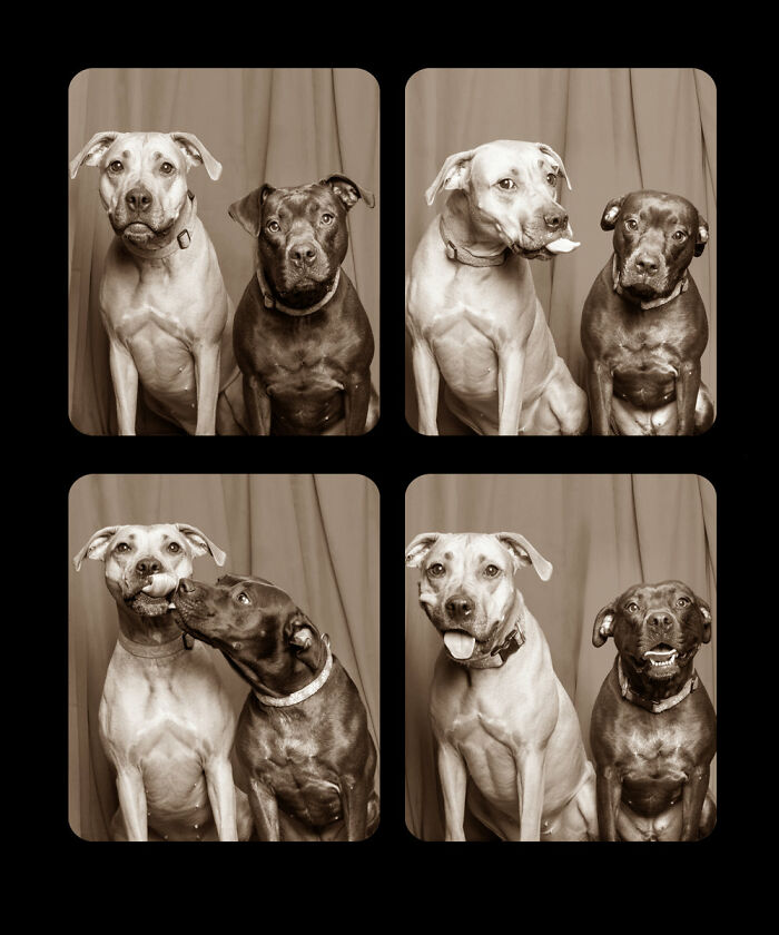  photographer puts dogs special photobooth captures their 