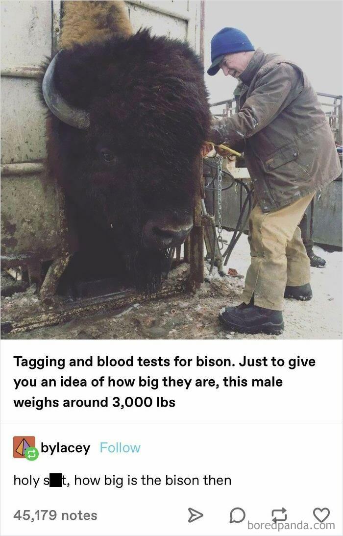  absolute unit posts show just how big 