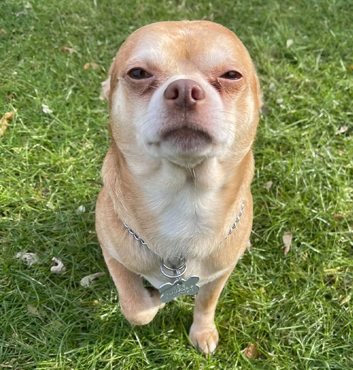 Adoption Post Honestly Lists Everything Thats Wrong With This Demonic Chihuahua And It Goes Viral