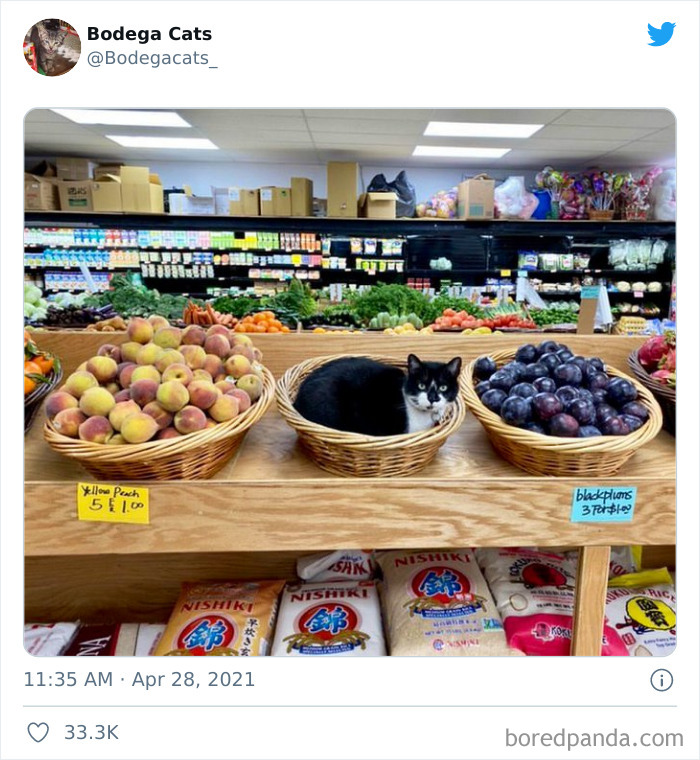 This Twitter Account Collects Photos Of Cats In Small Shops Looking Like They Own The Place (106 New Pics)