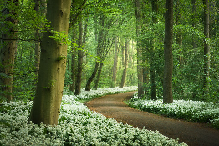  spring netherlands magical here are photos prove 