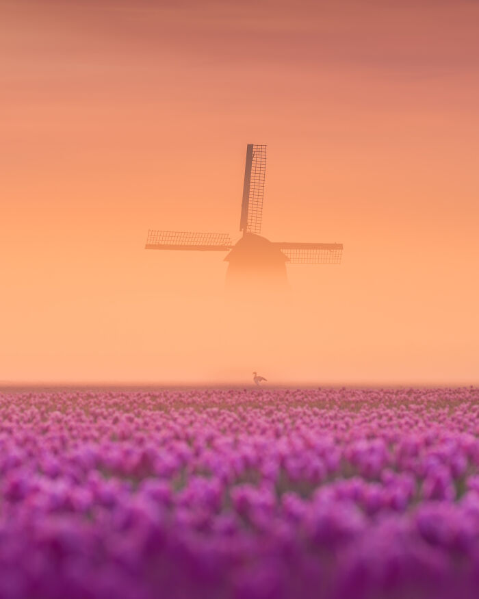 30 Magical Photos I Captured Of The Netherlands In The Spring