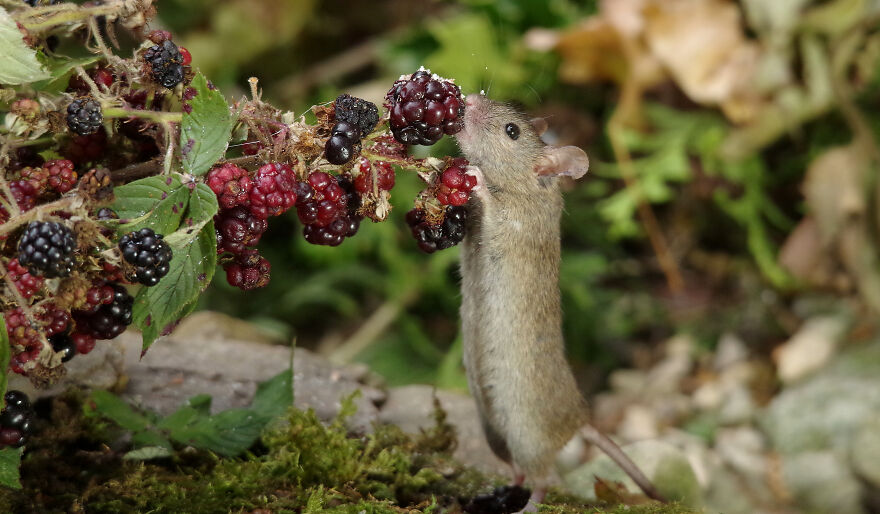  out mouse blackberries brambles little 