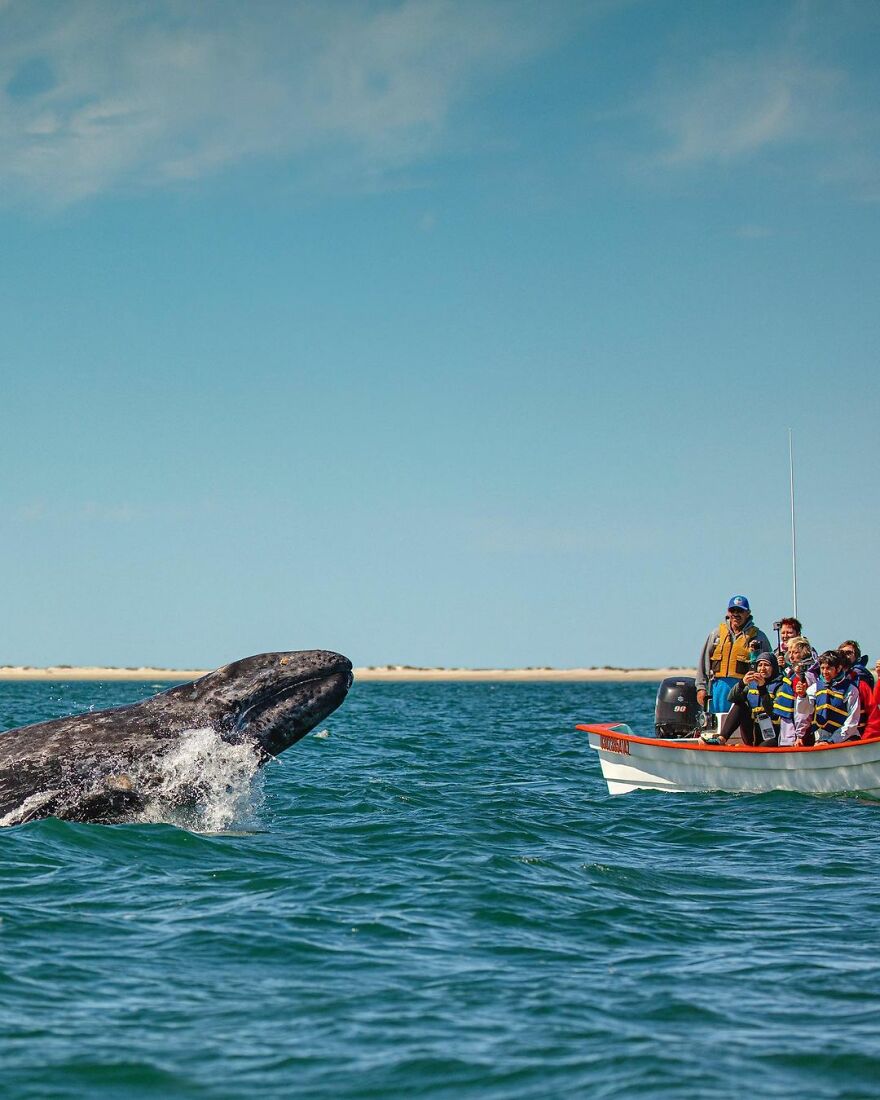  photographer spots sneaky grey whale next unsuspecting 