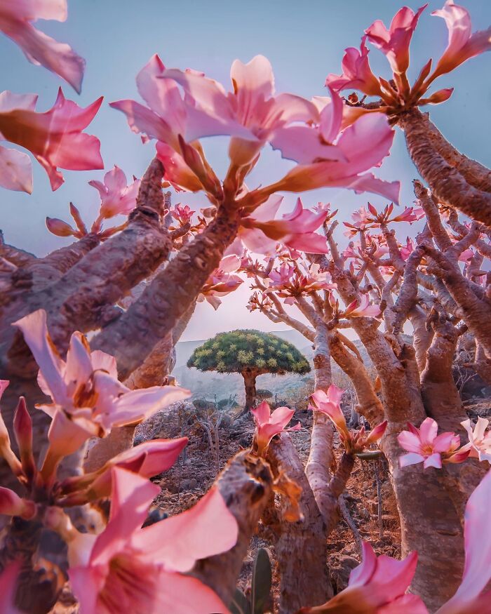 I Visited The Extraordinary Socotra Island, Here Are 43 Pics That I Took