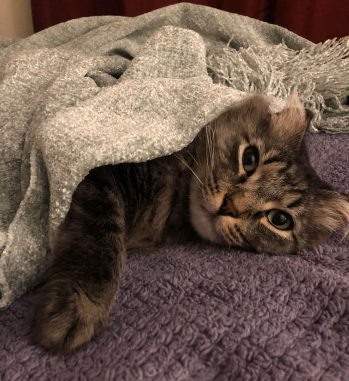 50 Cute Photos Of Cats Enjoying A Nap Warmly Tucked In, As Shared By People Online