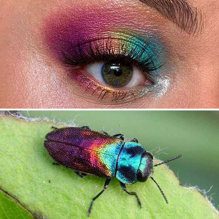 Artist Creates Colorful Eye Makeup Looks Inspired By Exotic Bugs (67 Pics)