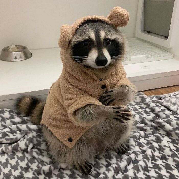 This Online Group Shares Funny Pics Of Racoons That Prove They May Be The Goofiest Animal Ever (59 Pics)