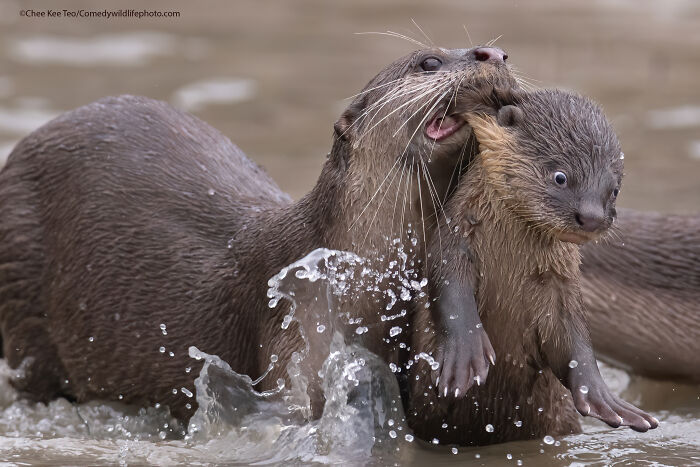The 2021 Comedy Wildlife Photography Awards Have Just Announced Their Finalists, And Here Are 40 Of The Funniest Photos To Crack You Up