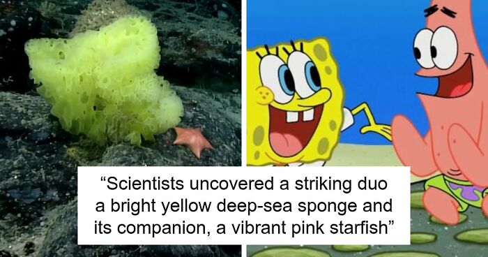 83 Photos Of Cute Animals To Instantly Melt Your Day’s Stress And Anxiety